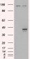 Goat Anti-ELF3 / ERT/ ESX Antibody