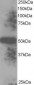 Goat Anti-EndoPDI / TXNDC5 Antibody