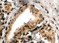 Goat Anti-ERG Antibody