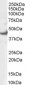 Goat Anti-ERK1 / MAPK3 Antibody