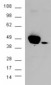 Goat Anti-ERK1 / MAPK3 Antibody