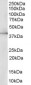 Goat Anti-ERK2 / MAPK1 Antibody