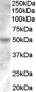 Goat Anti-ESRRG Antibody