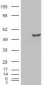 Goat Anti-ESRRG Antibody