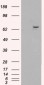 Goat Anti-FANCG / XRCC9 Antibody