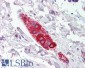 Goat Anti-FEZ1 / Zygin 1 Antibody