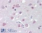 Goat Anti-FEZ1 / Zygin 1 Antibody