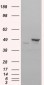 Goat Anti-Flotillin 1 Antibody