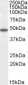 Goat Anti-Flotillin 2 / FLOT2 (C Term) Antibody