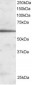 Goat Anti-FOXA2 / HNF3B Antibody