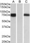 Goat Anti-FOXC1 (C Term) Antibody