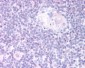 Goat Anti-FOXN1 Antibody
