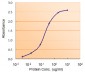 Goat Anti-FOXO4 / MLLT7 Antibody