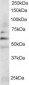 Goat Anti-FYN Antibody