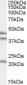 Goat Anti-GABPB2 Antibody