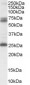 Goat Anti-GAD2 / GAD65 Antibody