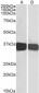 Goat Anti-GAPDH (C Terminus) Loading Control Antibody