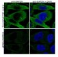 Goat Anti-GAPDH (C Terminus) Loading Control Antibody