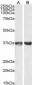 Goat Anti-GAPDH (C Terminus) Loading Control Antibody