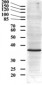 Goat Anti-GAPDH (Internal) Antibody