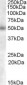 Goat Anti-C2GnT-M (aa 273 to 284) Antibody