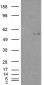 Goat Anti-C2GnT-M (aa 273 to 284) Antibody
