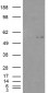 Goat Anti-C2GnT-M (aa 273 to 284) Antibody