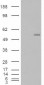 Goat Anti-C2GnT-M (aa 410 to 422) Antibody