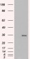 Goat Anti-GDF15 Antibody