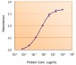 Goat Anti-GFAP Antibody