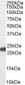 Goat Anti-Glutathione Peroxidase 1 (isoform1) Antibody