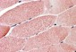Goat Anti-GNIP / TRIM7 Antibody