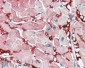 Goat Anti-GOT1 (aa 157-167) Antibody