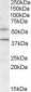 Goat Anti-GPR81 / FKSG80 Antibody