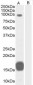 Goat Anti-GRAF / ARHGAP26 Antibody