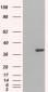 Goat Anti-GRAP2 / GRID / Grf40 Antibody