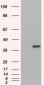 Goat Anti-GRAP2 / GRID / Grf40 Antibody