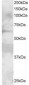 Goat Anti-GRB7 (N Terminus) Antibody