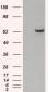 Goat Anti-GRB7 (N Terminus) Antibody