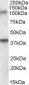 Goat Anti-GRIK3 / GLUR7 Antibody