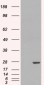 Goat Anti-GST3 / GSTP1 Antibody