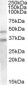 Goat Anti-GULP1 / CED6 Antibody