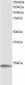 Goat Anti-H11 / HSP22 Antibody