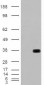 Goat Anti-HADH / HADHSC Antibody