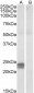 Goat Anti-HMGA1 (aa9-21) Antibody