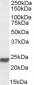 Goat Anti-HMGB3 / HMG4 Antibody