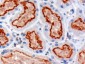 Goat Anti-IFT88 / Polaris Antibody