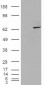 Goat Anti-IGF2BP2 Antibody