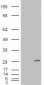 Goat Anti-IGFBP6 Antibody