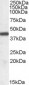 Goat Anti-ILF2 / NF45 Antibody